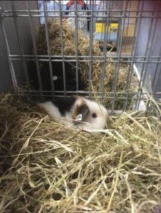 Snowbear at the 2018 devon show