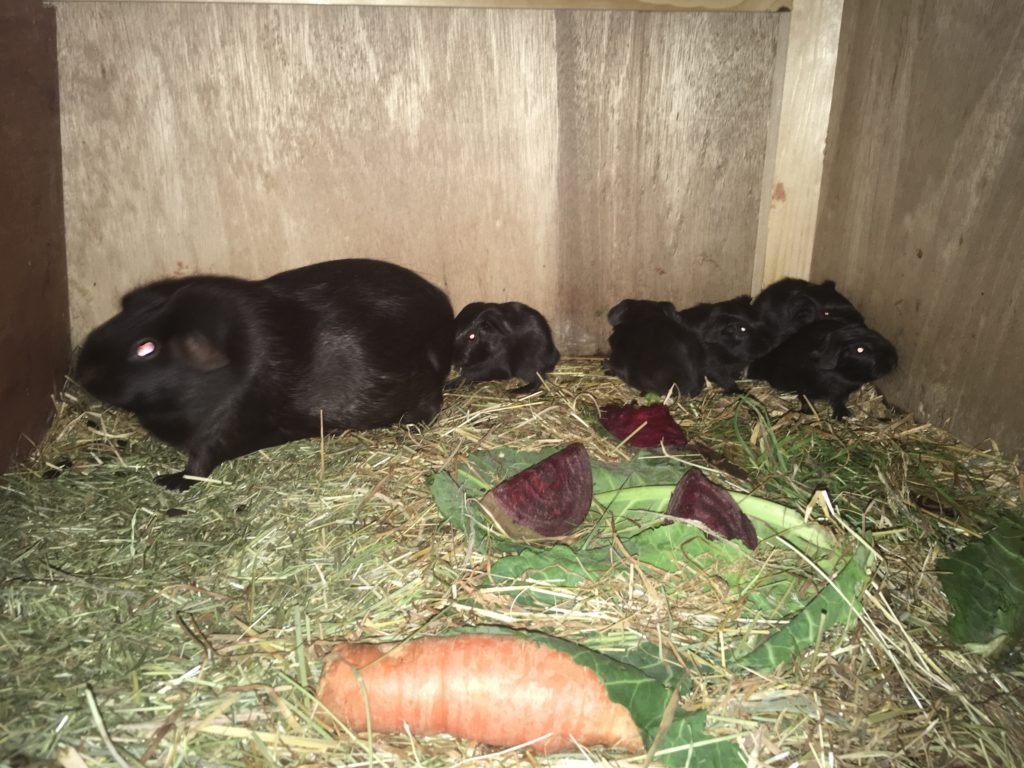 Chocolate Self Cavy and her 5 babies