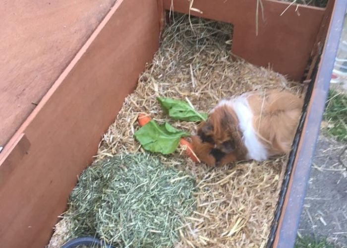 Ginger and Nibbles eating fresh veg
