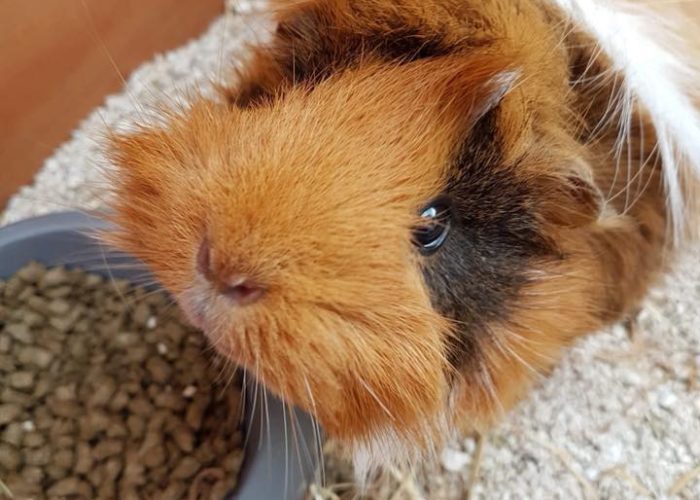 Ginger and Nibbles happy in their new home