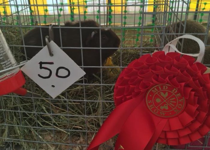 Mid Devon Show 2018 Rosette