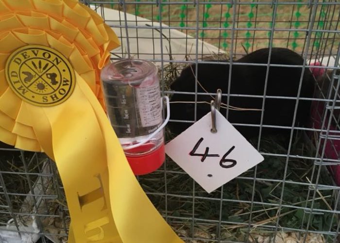 Rosette won at Mid Devon Show 2018