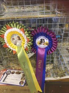 Rosettes at Taw and Torridge show on 24th Feb 2018