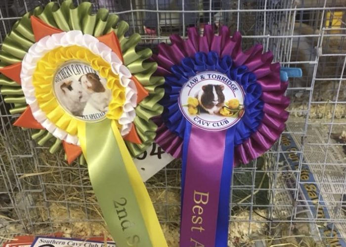 Rosettes at Taw and Torridge show on 24th Feb 2018