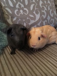 Buff boar and skinny pig
