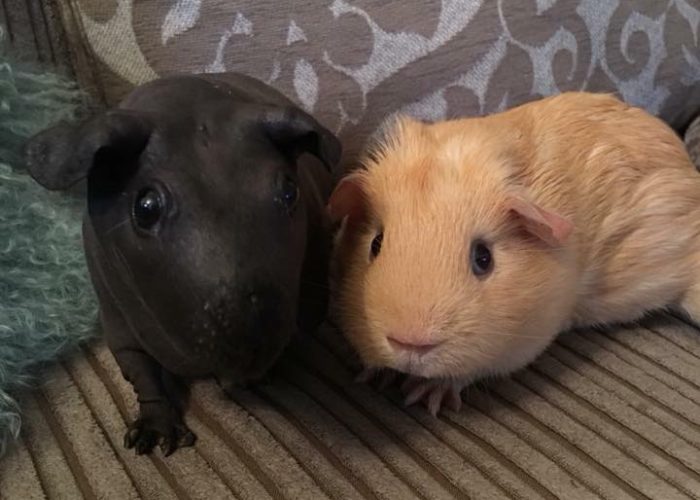 Buff boar and skinny pig