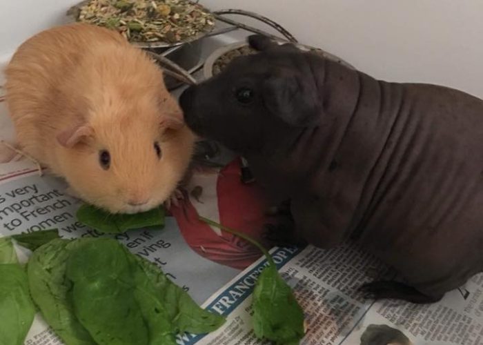 Buff boar re-homed to live with skinny pig