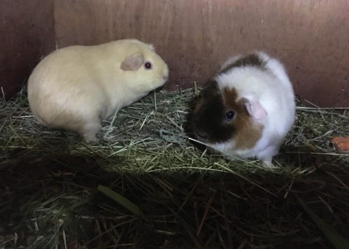 Buffy the pirate pig and Cookie