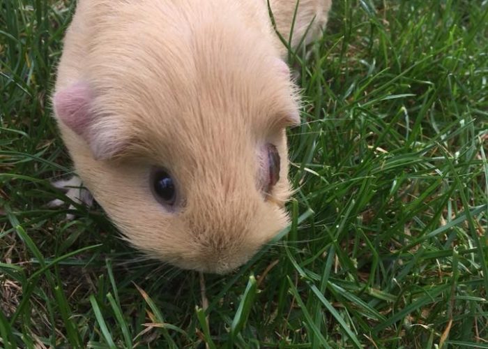 Buffy the pirate pig