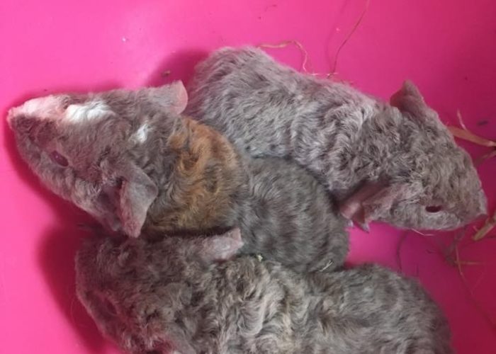 Jasper and Hazel's baby guinea pigs