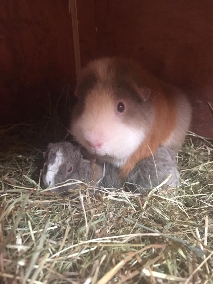 Mummy Hazel and babies