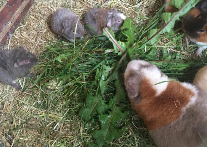Teddy Guinea pigs make good mothers