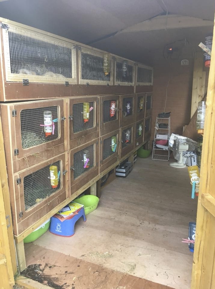 New hutches and a new shed