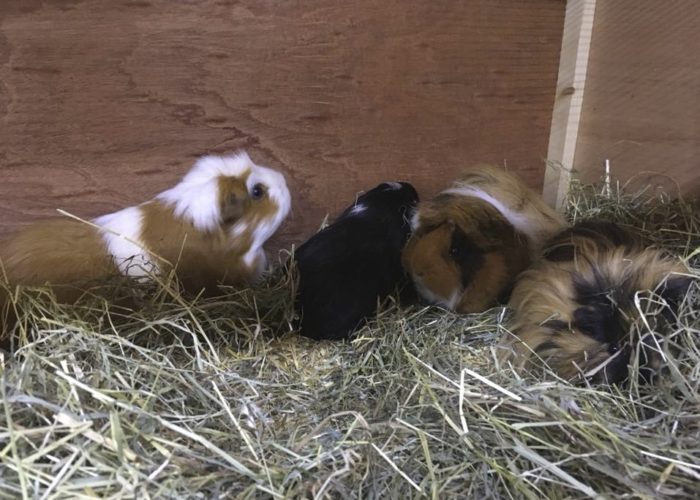 Nibbles, Ginger, Elmer and Wilma in their new hutch