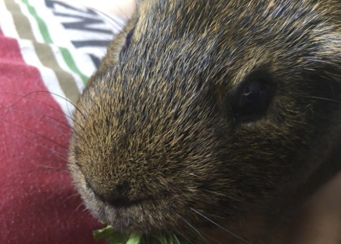 Pet Therapy Calm Guinea Pig