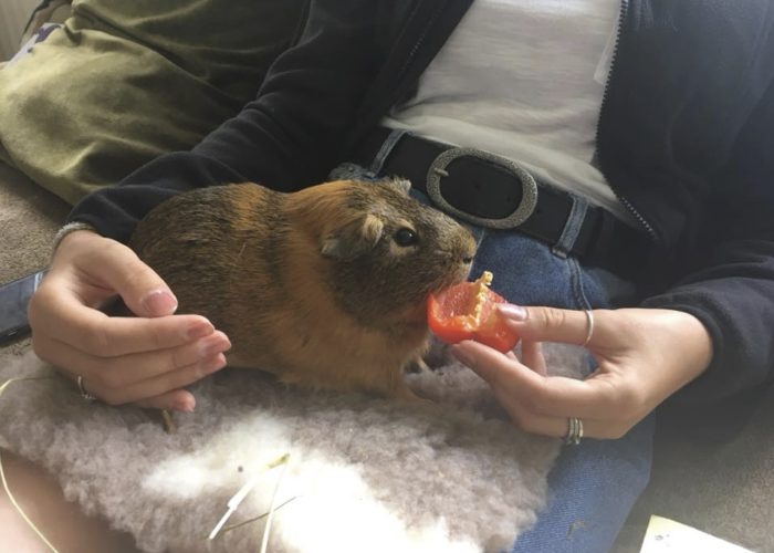 Pet therapy hand feeding