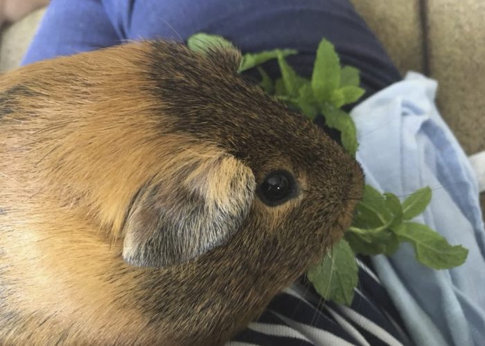 Guinea Pig Pet Therapy