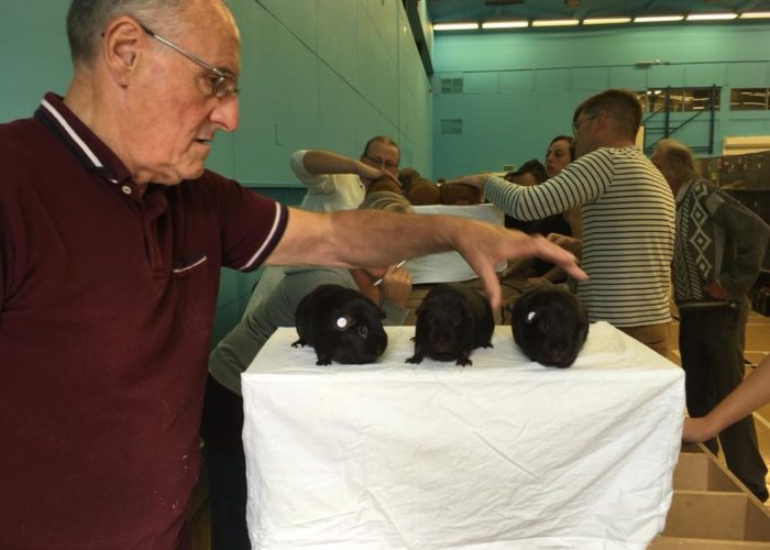chocolate judging at real london cavy show 2018