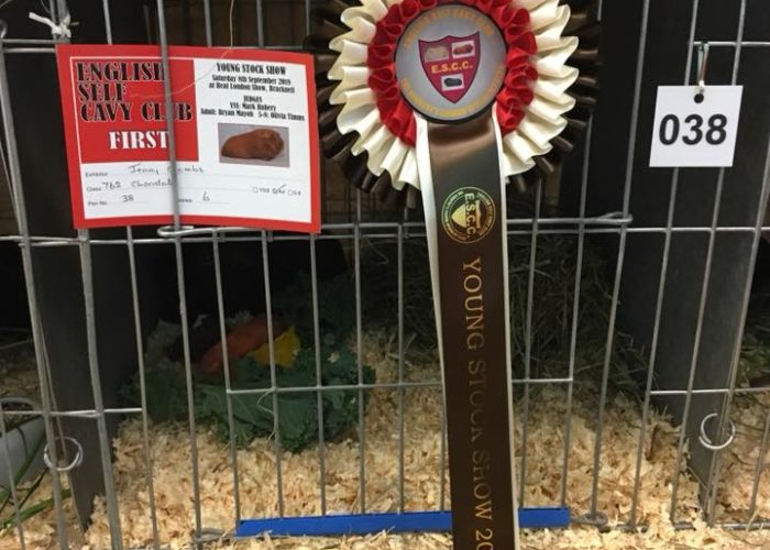 real london guinea pig show 2018 rosette