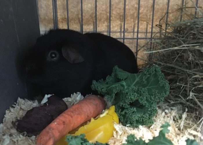 real london cavy show 2018 chocolate