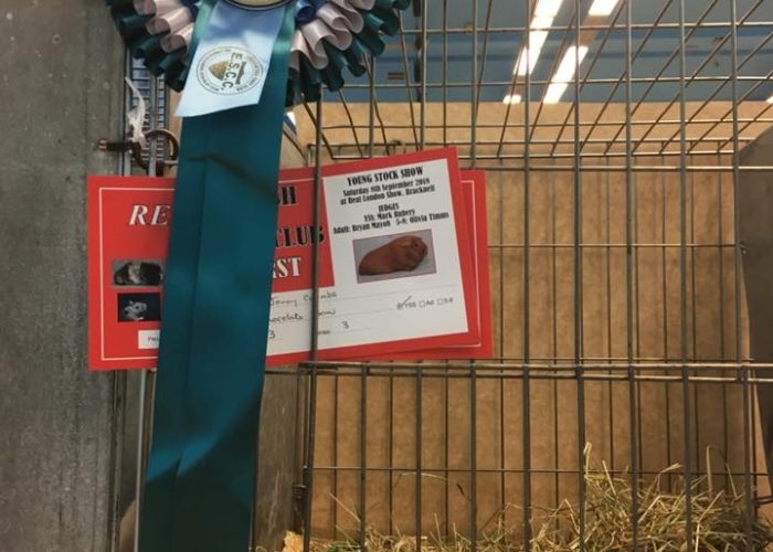 rosette at real london cavy show 2018