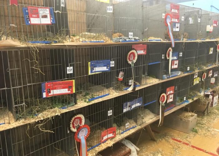 guinea pig pens at real london show 2018