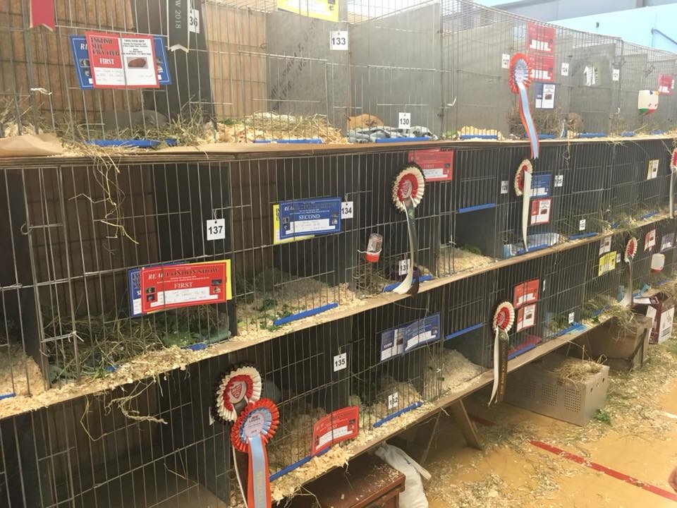 guinea pig pens at real london show 2018