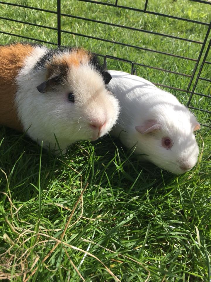 Snowbear and Max, Beautiful boars