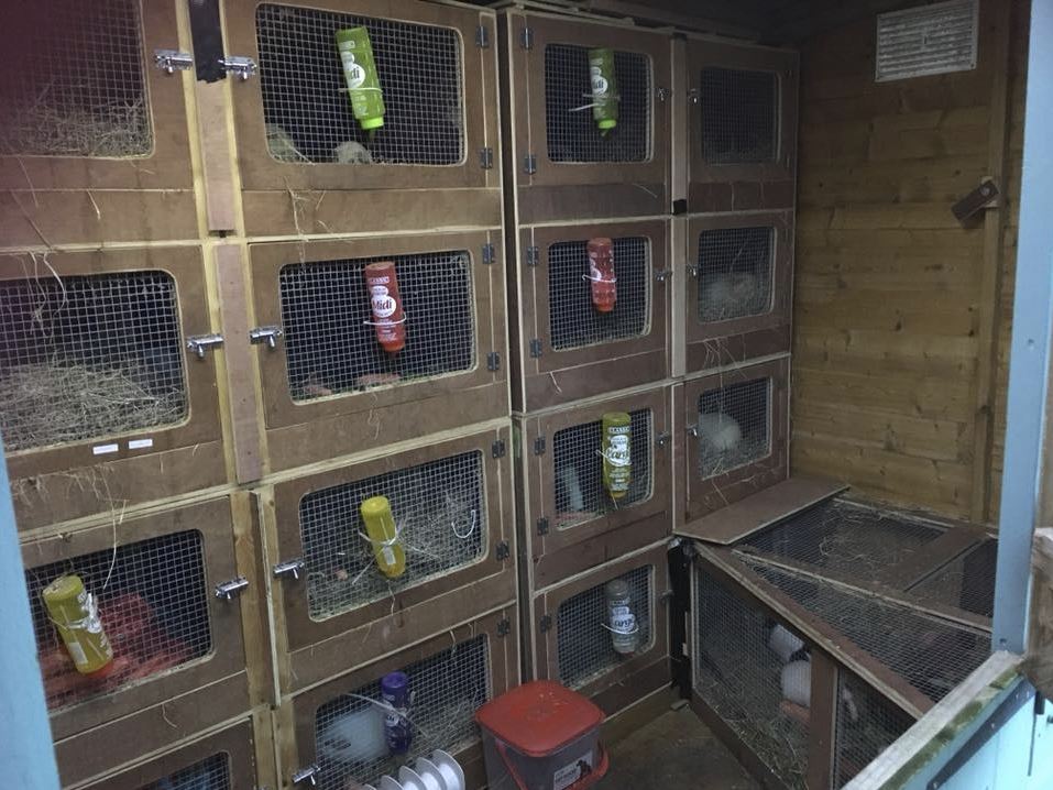 cosy shed full of hutches