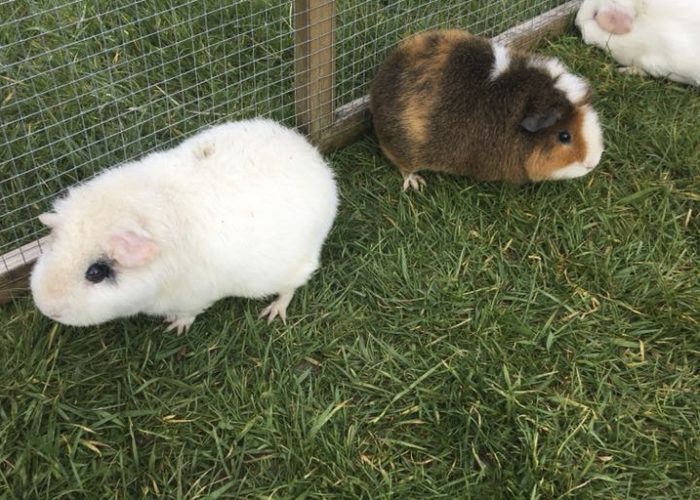 Guinea pigs eating grass in the run