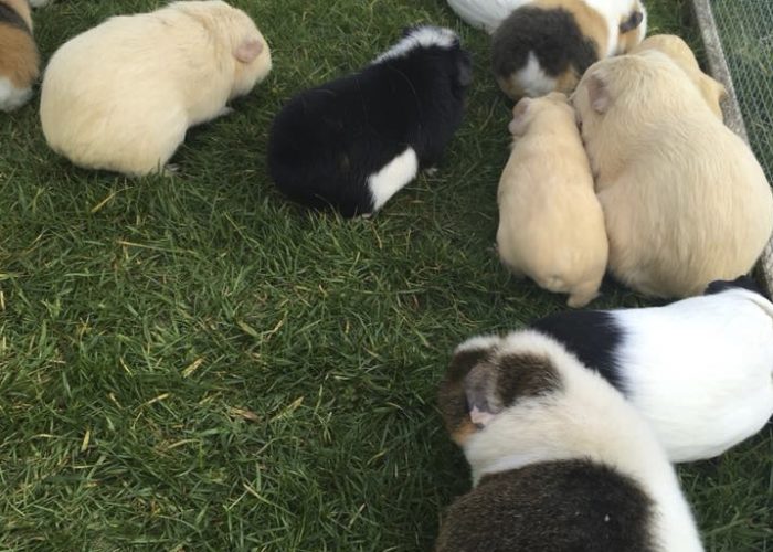 eating grass in the spring sunshine