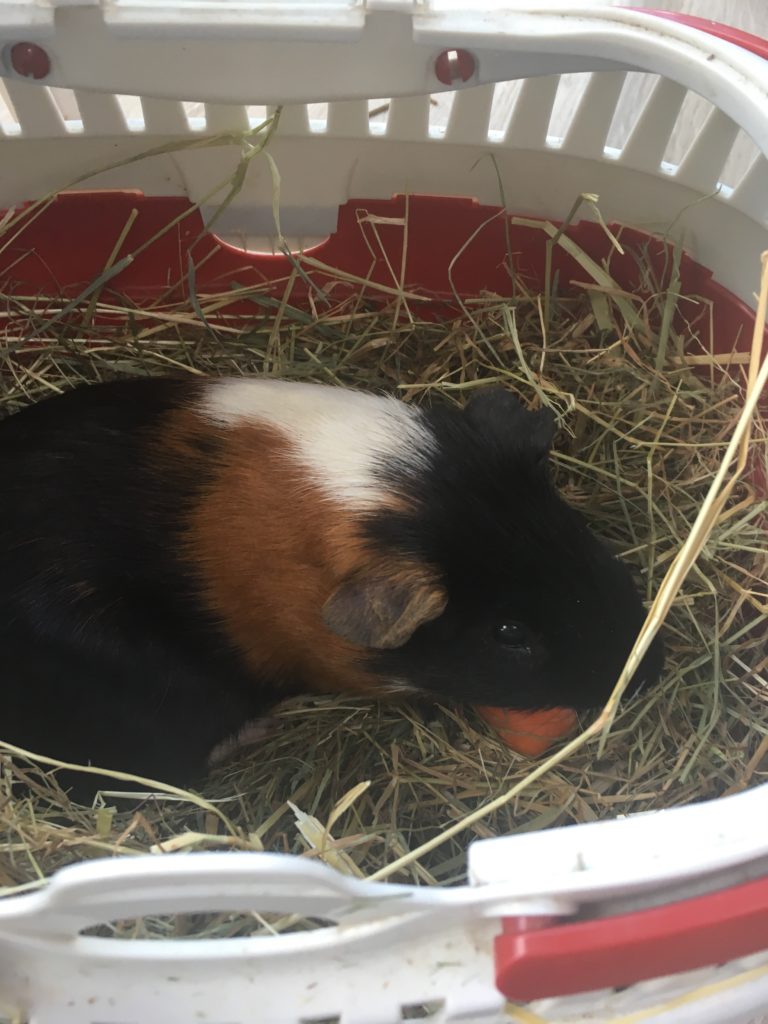 Sid the Guinea Pig