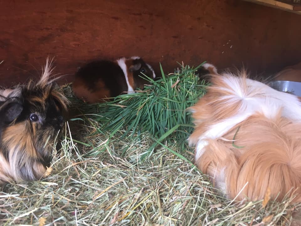 cavy pets 2019